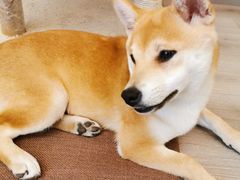 -浣熊柯尔鸭土拨鼠·电玩咖