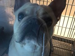 -顺强宠物诊所·狂犬免疫·夜诊·骨科(嘉定店)