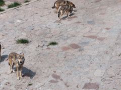 -西霞口神雕山野生动物世界