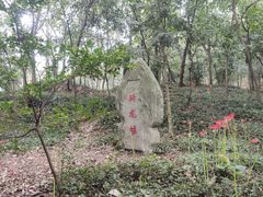 -上海佘山国家森林公园天马山园