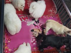 -中环花鸟鱼虫市场