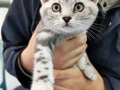 -佳怡动物医院·平价24小时·猫专科骨外科