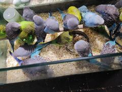 -青石桥花鸟鱼虫市场(叠翠城店)