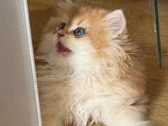 -lincat·猫舍(广州店)