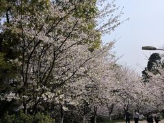 -南山植物园
