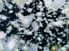 -太平洋海底世界