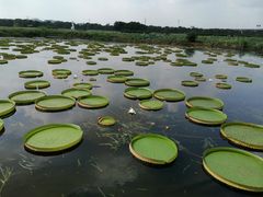 -荷塘月色湿地公园·向阳花洲