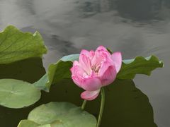 -莲花池公园