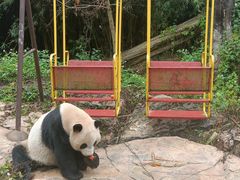-广州长隆野生动物世界