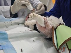 -美美宠物诊疗中心·异宠·骨科(滨江东信分院)