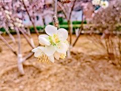 -桃花堤公园