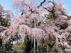-醍醐寺
