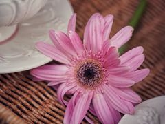 -HUATA 'Holiday Plan 花榻