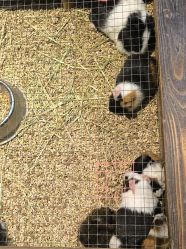 -酷嗒动物文化乐园(cutezoo西溪乐天城店)