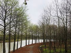 -上海海湾国家森林公园