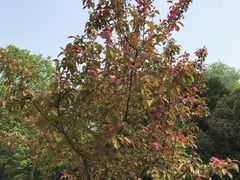 -西湖外事游船(花港观鱼码头)