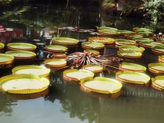 -西双版纳原始森林公园