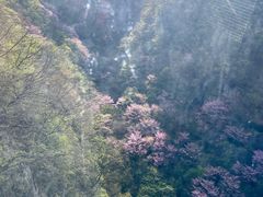 -栾川竹海野生动物园