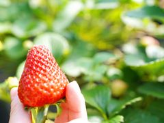 -昌平兴寿秀秀草莓采摘园
