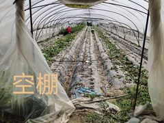-喜杨洋草莓采摘园
