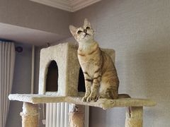 -中农国际动物医院24小时·猫科·骨科·急重症中心