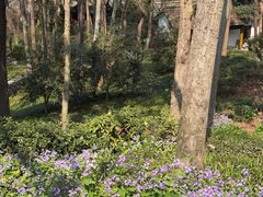 -中国茶叶博物馆(双峰馆区)