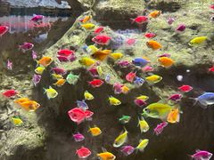 -苏州海洋馆