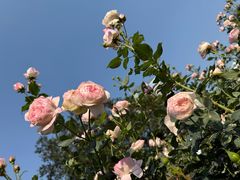 -人民公园(罗湖区)