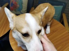 -暗黑魔法·玄灵未妖阁·塔罗·占星·心理咨询