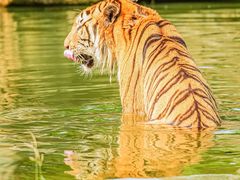 -常州淹城野生动物世界