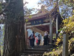 -天目山大树王景区