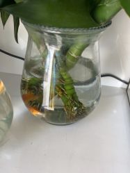 -熙朵美学植发连锁