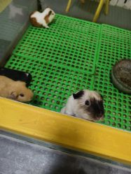 -神奇动物撸宠馆·羊驼·小浣熊·异宠(豫园店)