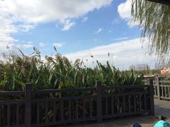 -上海长兴岛郊野公园