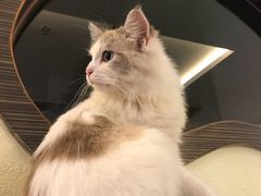 -more than meow吴止猫主题餐厅(承德 中船汇店)