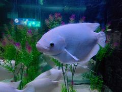 -洛阳龙门海洋馆