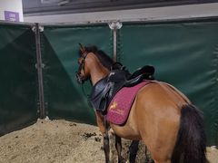 -李振强马术运动推广中心(南城店)