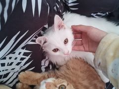 -瑞派·关忠动物医院·猫专科·犬专科(三环新城店)
