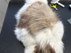 -糯米喵星人总部直营旗舰店·猫舍·幼猫出售