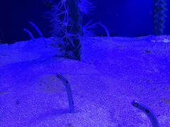 -芜湖新华联大白鲸海洋公园