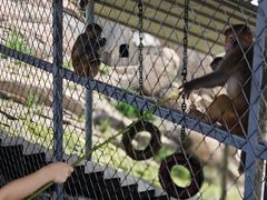 -西霞口神雕山野生动物世界