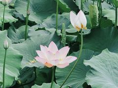 -莲花池公园