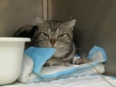 -米苏动物医院·犬猫专科·骨科外科内窥镜