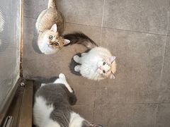 -飞行喵MR PILOT|猫舍·猫咖(静安大融城店)