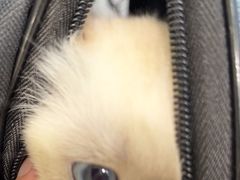 -艾吉宠物医院·疑难杂症转诊中心·猫友好(碧江路院)