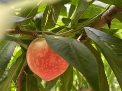 -老袁家蜜桃农场·阳山水蜜桃