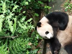 -都江堰中华大熊猫苑