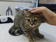 -瑞鹏·疫苗·绝育·宠物医院(广九店)