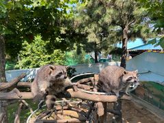 -西霞口神雕山野生动物世界