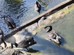 -海南热带野生动植物园